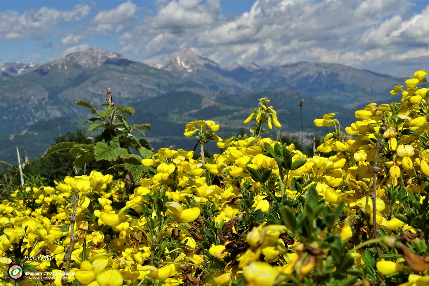 79 Splendida ginestra con vista in Menna-Arera-Grem.JPG